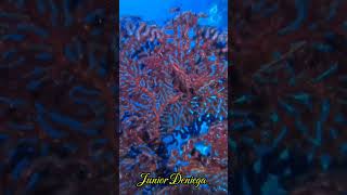 gorgonianseafanalcyonaceacnidariascubadivingunderwatervideographyshortsmoalboalcebu🇵🇭 [upl. by Mayberry]