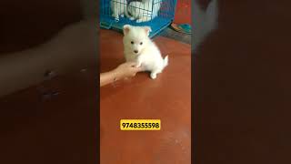 Spitz puppy sell 9748355598 [upl. by Cr]