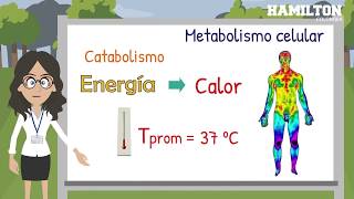 Metabolismo celular [upl. by Gilbert]