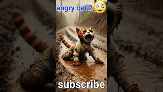 angry cat2 cat shortvideo shorts [upl. by Engelhart762]