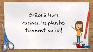 Les besoins des plantes [upl. by Inahteb]