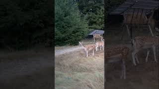 bleat contest  bleating fallow does vs bleating fawns deer  animals animalshorts deervader [upl. by Verena]