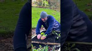 Winter planting Rat tail radish [upl. by Anitsihc698]