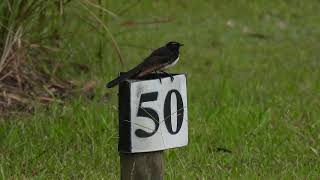 Willie Wagtail Hervey Bay Qld [upl. by Anatnom]