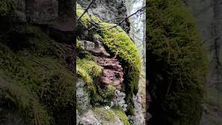 Ancient giant rock outcropping found on Turtle Island mound in the Crowsnest Pass [upl. by Orestes]