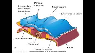 trilaminar germ disc formation part 2 [upl. by Nehtanhoj240]