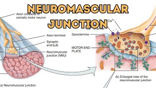 Neuromuscular JunctionHow Motor Neurons Connect to Muscle Fibers NeuromuscularJunctionMotorNeuron [upl. by Annaegroeg]