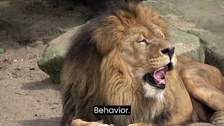 Lion vs Tiger A Comprehensive Comparison of Behavior Size and More [upl. by Eiramaliehs]