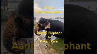 Trichy amma mandapam aandal elephant in kaveri river [upl. by Keir]