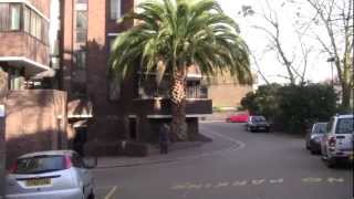 The Biggest Palm Tree in England [upl. by Yojenitsirk]