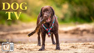 DOG TV  Calm Your Dog While Youre Away Best Entertaining Video With Deep Relaxation Music for Dog [upl. by Tony]