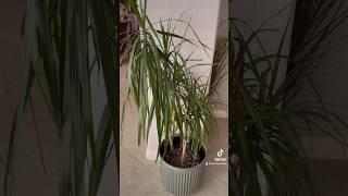 Dracaena Marginata Care Tips🌿 [upl. by Mendoza]