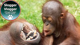 Babies Ganging Up On Orangutan Sprout At Dudley Zoo orangutans [upl. by Ballou]