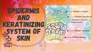 Epidermis and the Keratinization Process Cosmetic Line  cosmeticline  cosmetic  beauty [upl. by Ateuqal]