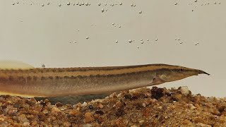 Macrognathus lineatomaculatus [upl. by Sonnnie]