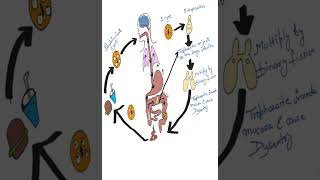 Entamoeba Histolytica Life Cycle Explained in 1 Minute short parasitologyLifeCycle simpleampeasy [upl. by Crandell]