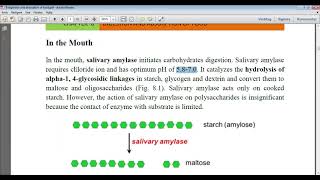 digestion and absorption of carbohydrates [upl. by Maltz]