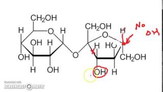 Why Lactose Is a Reducing Sugar but Sucrose Is Not [upl. by Eveivaneg713]