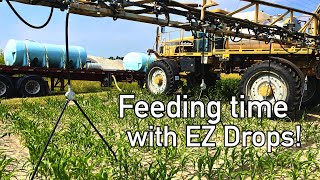 Feeding the corn with EZ Drops [upl. by Engvall20]