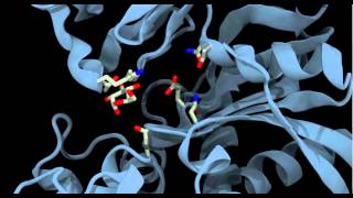 Glucokinase conformational change and binding [upl. by Cresida220]