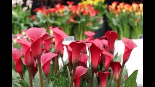 Planting Zantedeschia Rhizomes [upl. by Johnathan]