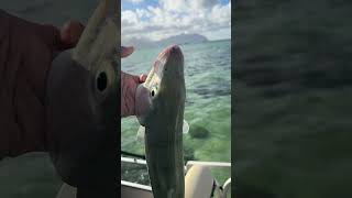 Catching ￼large Hawaiian bonefishōio bones family nature adventure  fish fishing love [upl. by Jonis255]