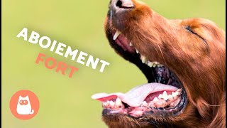 Chien QUI ABOIE FORT 🐶🔊 ABOIEMENT de CHIEN voyez comment votre CHIEN RÉAGIT [upl. by Marilee]