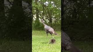 410 TSS  Turkey Down [upl. by Man]