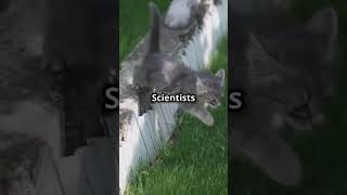 How Cats Mysterious Paws Make Them Faster Than You Think shorts trending viral subscribe [upl. by Marozik]