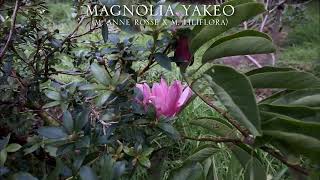 Secondary Flowering in Magnolias Part 2 [upl. by Ajar]