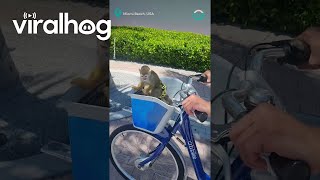 Monkey Rides In Bike Basket  ViralHog [upl. by Maloy592]