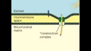 Signal Peptide  Cell Signalling [upl. by Anirda]