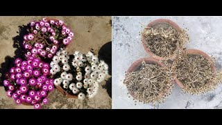 Collect Ice Plant Seeds  Collect Mesembryanthemum Plant Seeds [upl. by Eph]