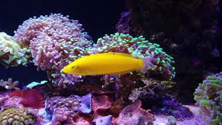 Yellow wrasse 3 years [upl. by Ordnazil]