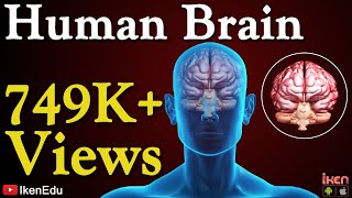 Human Brain Animation  Learn Anatomy Of The Human Brain  iKen  iKen Edu  iKen App [upl. by Aita]