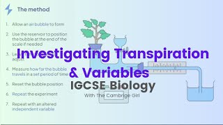 Investigating Rate of Transpiration amp VariablesIndependent Dependent amp Control IGCSE Biology [upl. by Karlen319]