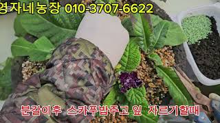 영자네농장 01037076622 스카푸 분갈이 한달후 밥주고 잎 고르기해요 [upl. by Nasia327]