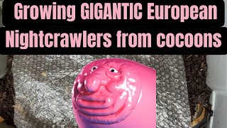 Growing GIGANTIC European Nightcrawlers from cocoons [upl. by Tolkan829]