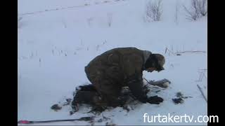 Deep Freeze Muskrat Trapping with Rich Kasper [upl. by Inasah780]