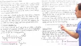 PostTranscriptional Modifications of mRNA [upl. by Dzoba]