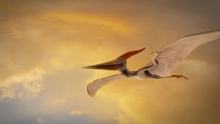 How Were Pterosaurs Adapted for Flight [upl. by Arvie]