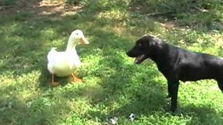 Ducks vs Dog [upl. by Conti411]