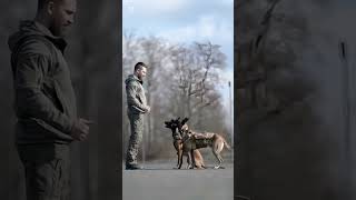 k9 dog dogsoftiktok tactical dogtrainer trending viralvideo [upl. by Naillij]