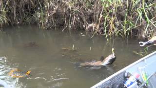 Pescarias dos Trairões Amazonicos no Córrego dos Tres Lagos  bloco 2 [upl. by Ekul]