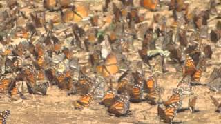 Monarch Butterflies Michoacán Mexico [upl. by Streeter]