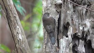 Red browed Treecreeper Climacteris erythrops [upl. by Allsopp]