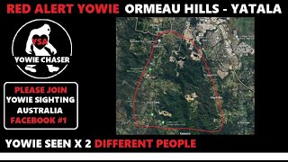 RED ALERT YATALA ORMEAU HILLS  YOWIES SIGHTING X 2 [upl. by Perle]