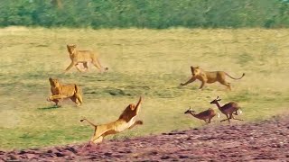 Impalas Try Jumping Over 7 Lions [upl. by Saunder]