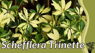 SCHEFFLERA TRINETTE Growing and Caring For Tips Schefflera arboricola [upl. by Artep]