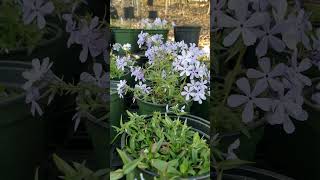 Woodland Phlox Phlox divaricata in full bloom [upl. by Flemming633]